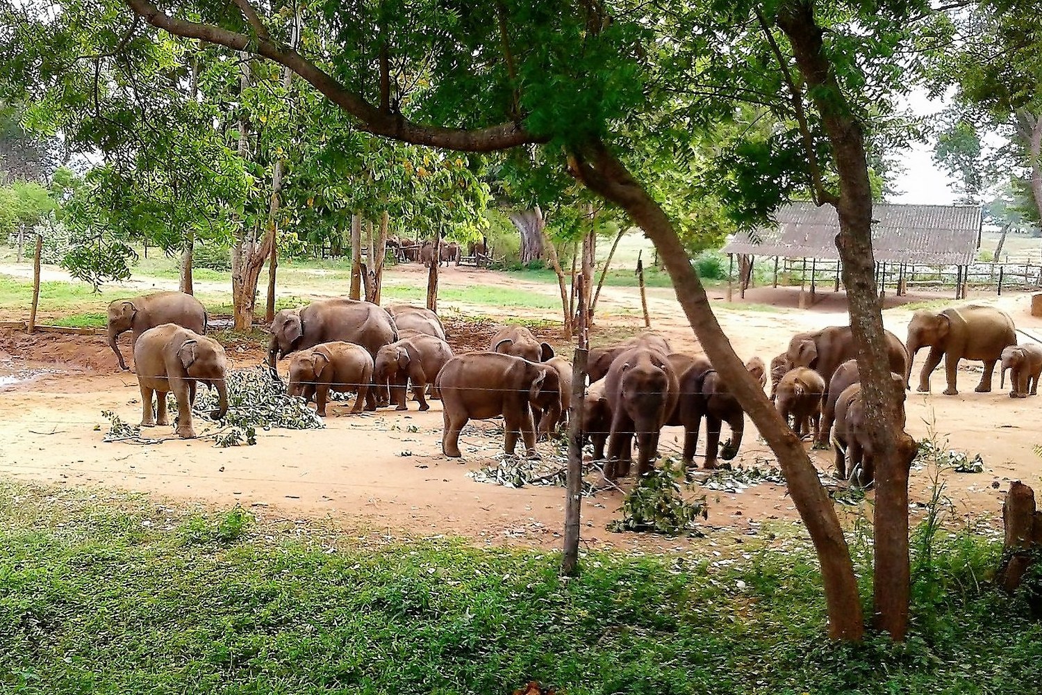 4.Udawalawa-roundtripsrilanka.com_1500x1000.jpg