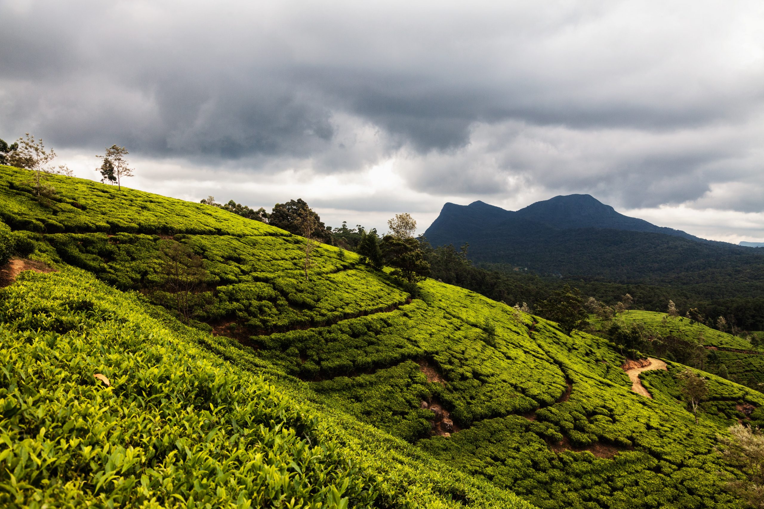 Sri-Lanka_Nuwara-Eliya-scaled-1.jpg