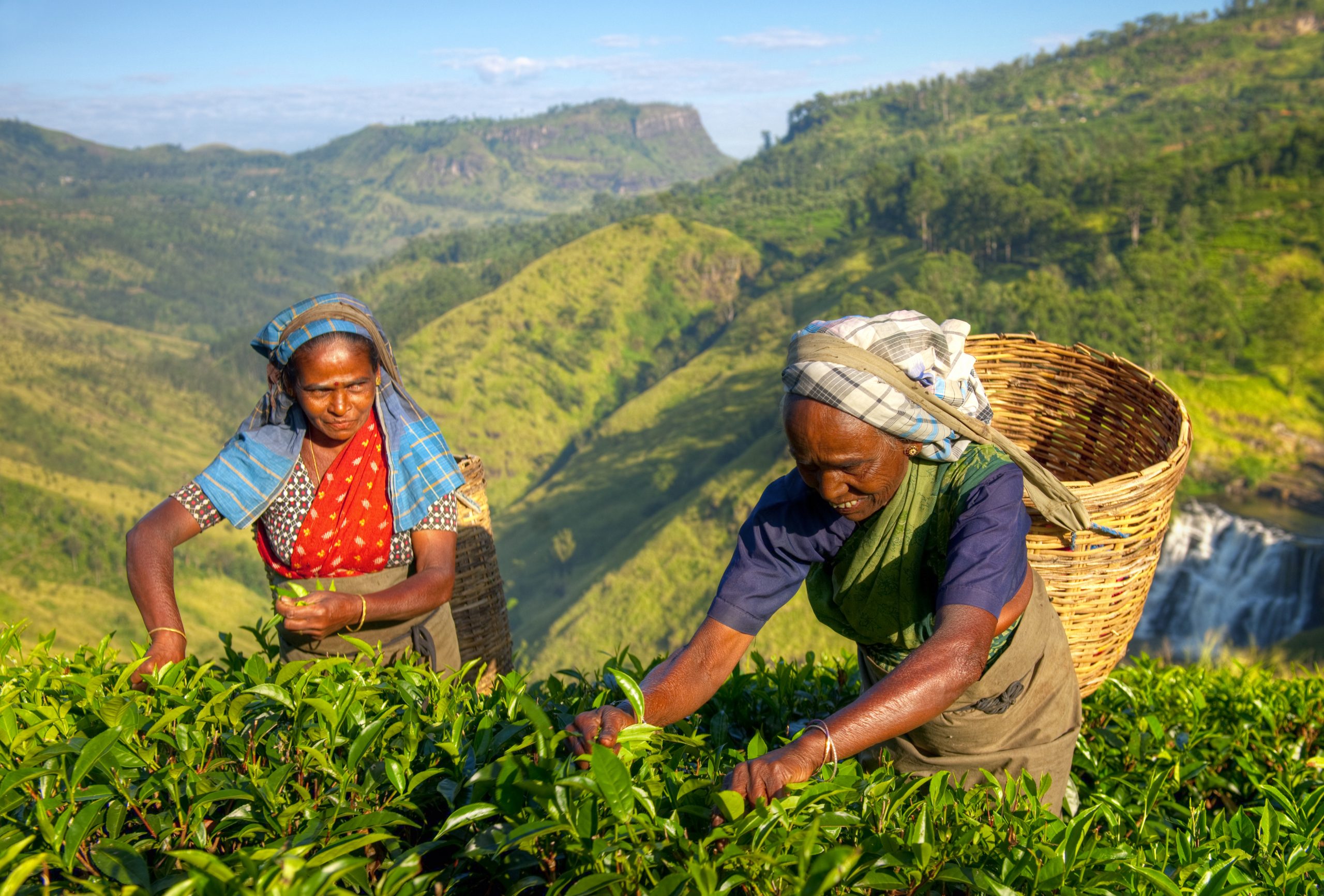 Sri-Lanka_Tea-Plantation-Women-scaled-1.jpg