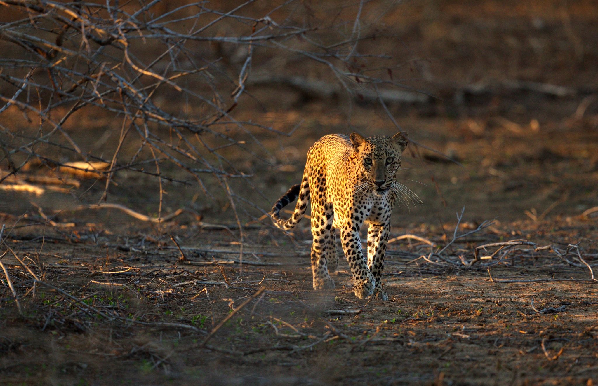 Sri-Lanka_Yala-leopard.jpeg