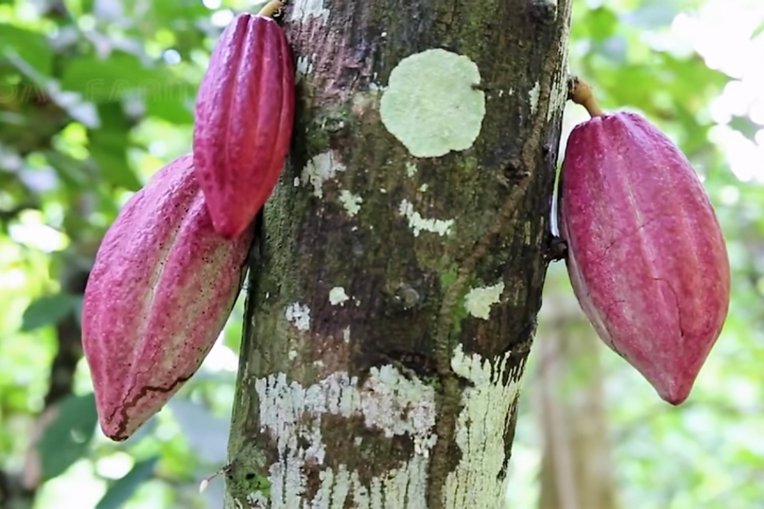 coco-fruit-Roundtripsrilanka.com_.jpg